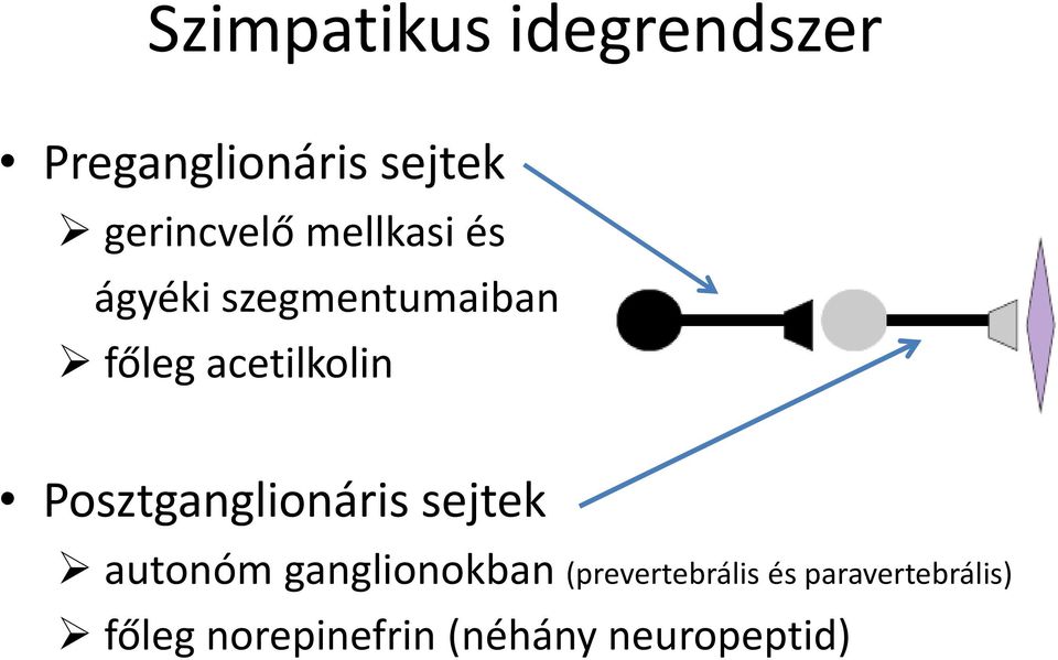 Posztganglionáris sejtek autonóm ganglionokban