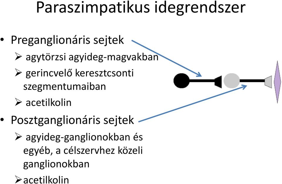 szegmentumaiban acetilkolin Posztganglionáris sejtek