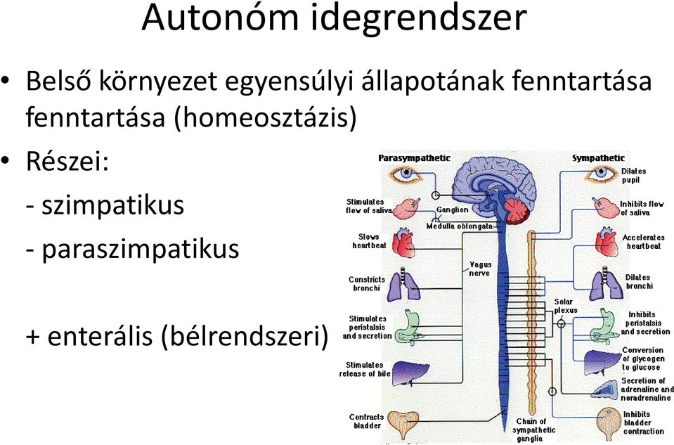 fenntartása (homeosztázis) Részei: -