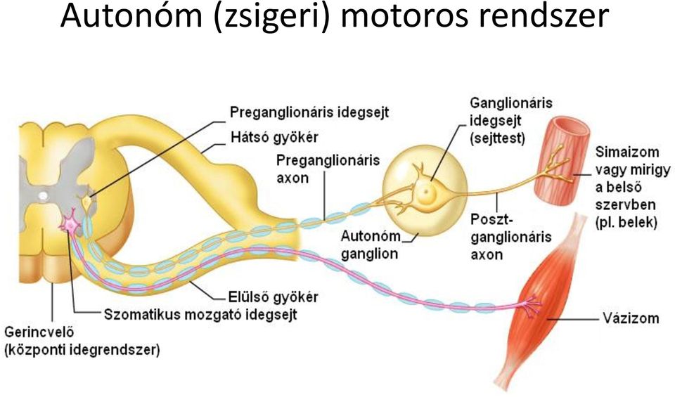 motoros