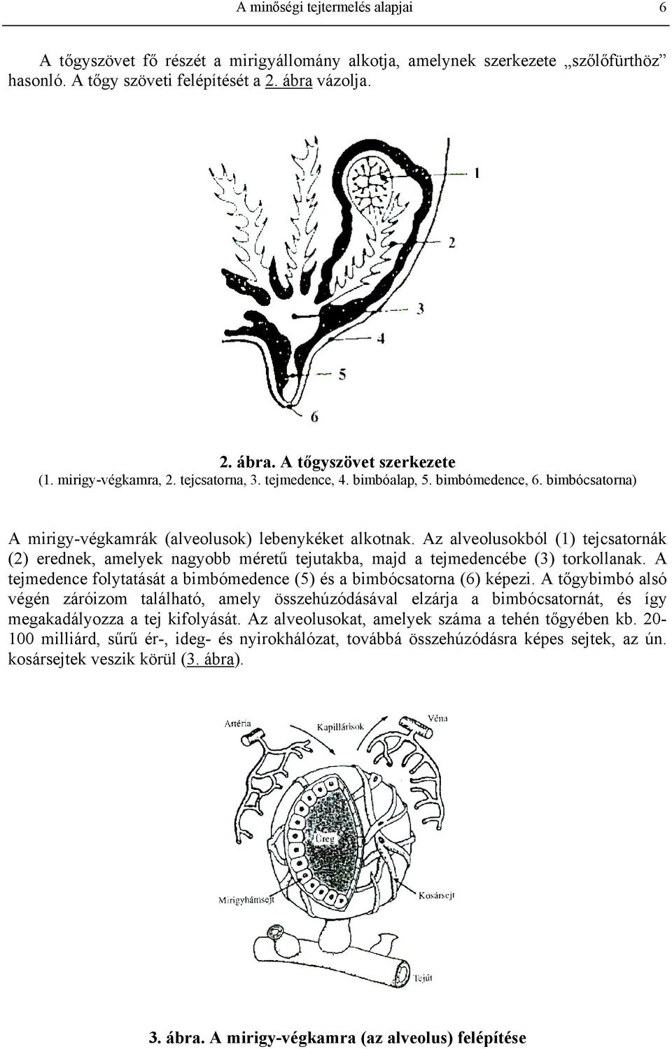 Az alveolusokból (1) tejcsatornák (2) erednek, amelyek nagyobb méretű tejutakba, majd a tejmedencébe (3) torkollanak. A tejmedence folytatását a bimbómedence (5) és a bimbócsatorna (6) képezi.