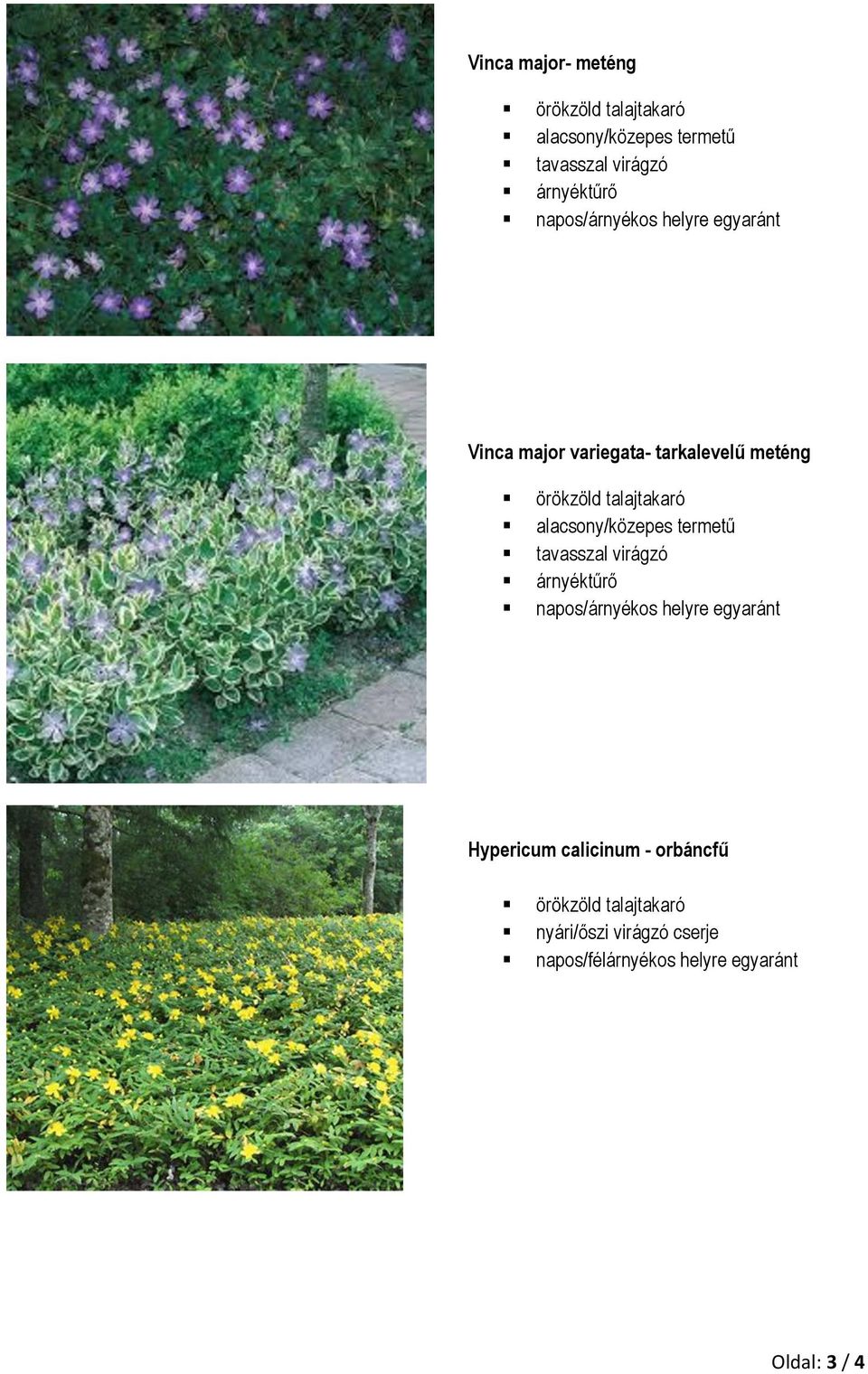 alacsony/közepes termetű tavasszal virágzó árnyéktűrő napos/árnyékos helyre egyaránt Hypericum