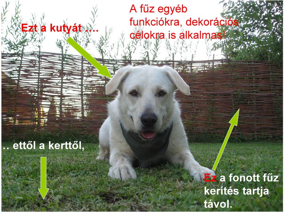 dekorációs célokra is alkalmas!