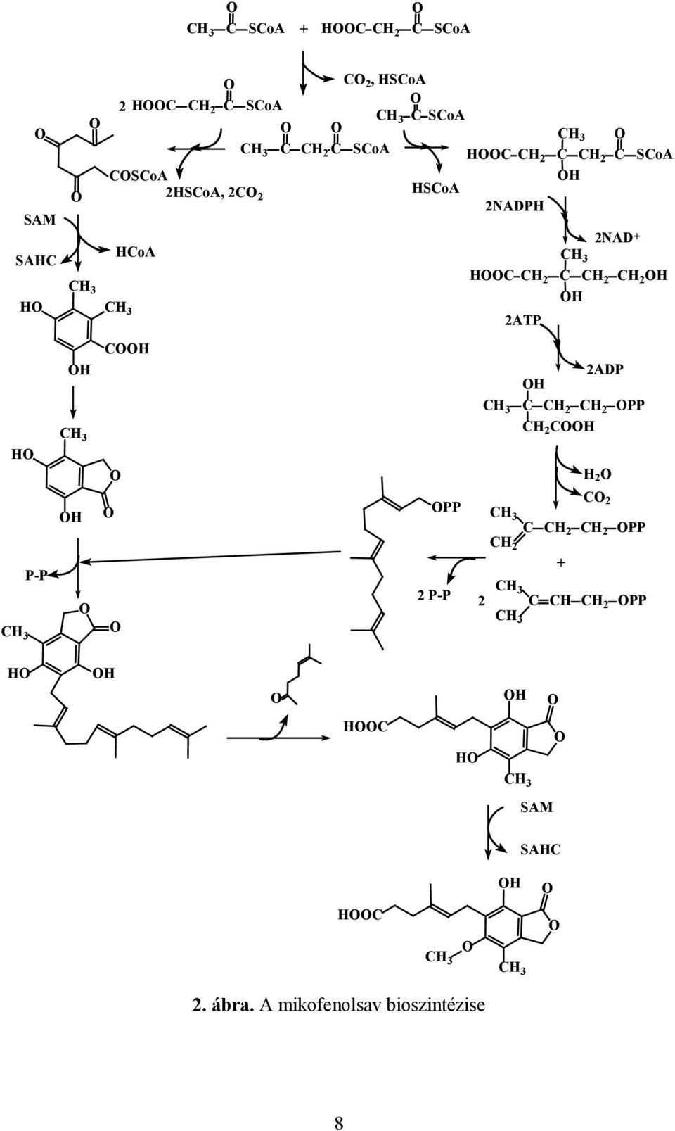 3 CH 2 C CH 2 CH 2 H H 2ATP 2ADP H CH 3 C CH 2 CH 2 PP CH 2 CH H 2 C 2 PP CH 3 C CH 2 CH 2 PP CH 2 + CH