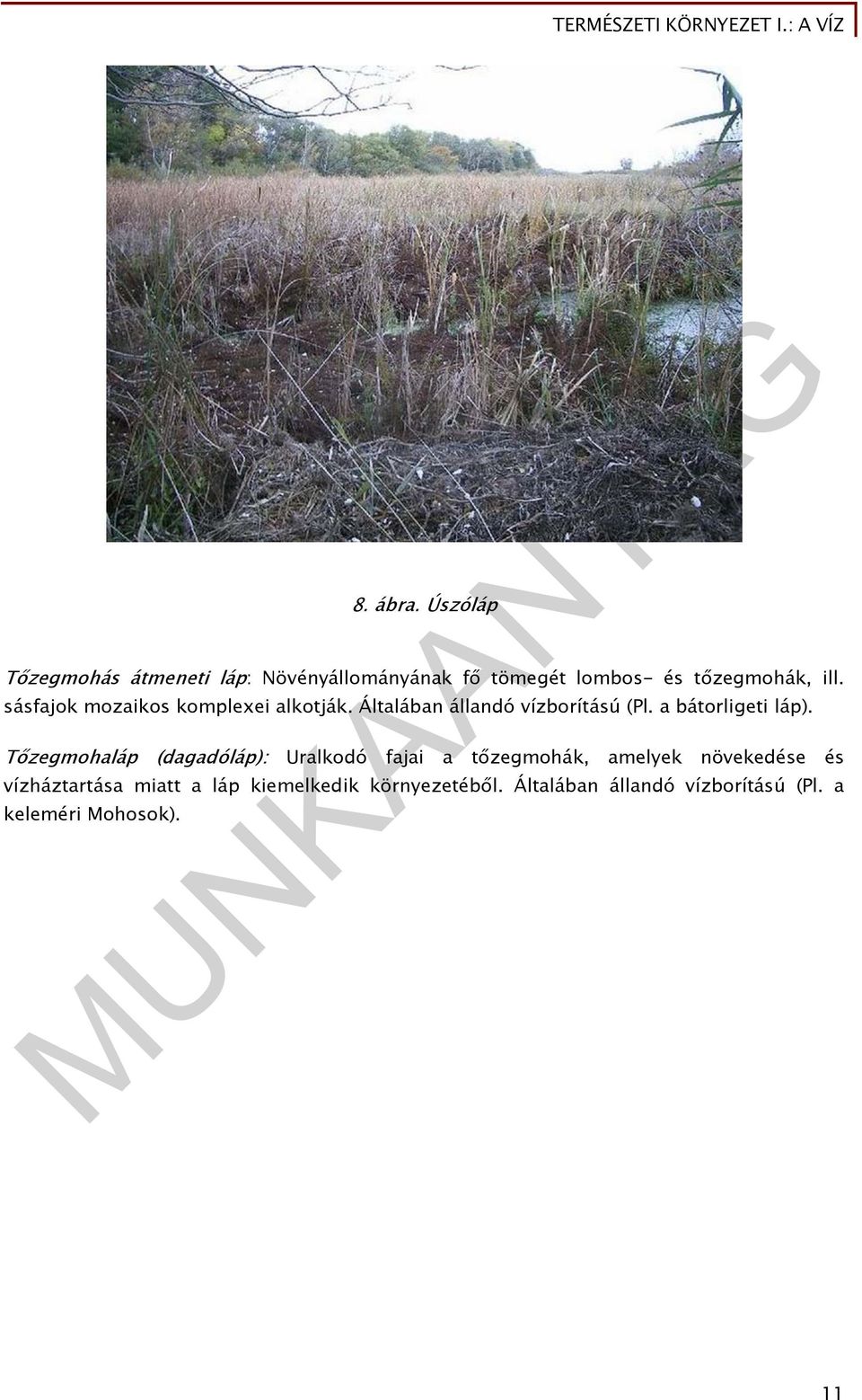 sásfajok mozaikos komplexei alkotják. Általában állandó vízborítású (Pl. a bátorligeti láp).