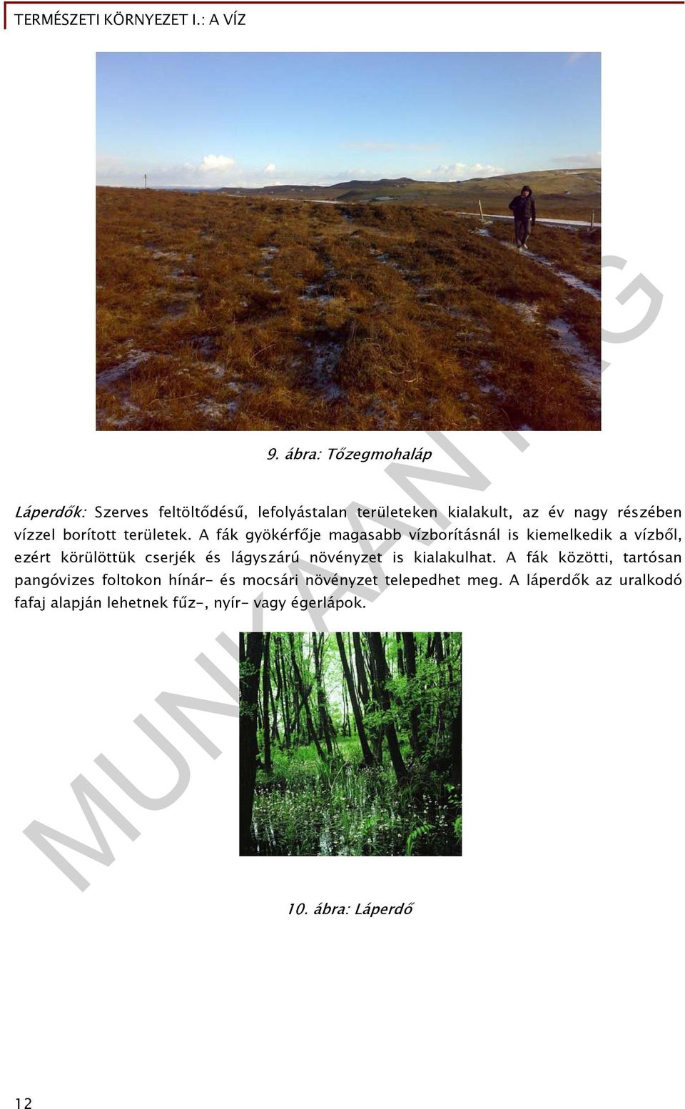A fák gyökérfője magasabb vízborításnál is kiemelkedik a vízből, ezért körülöttük cserjék és lágyszárú növényzet