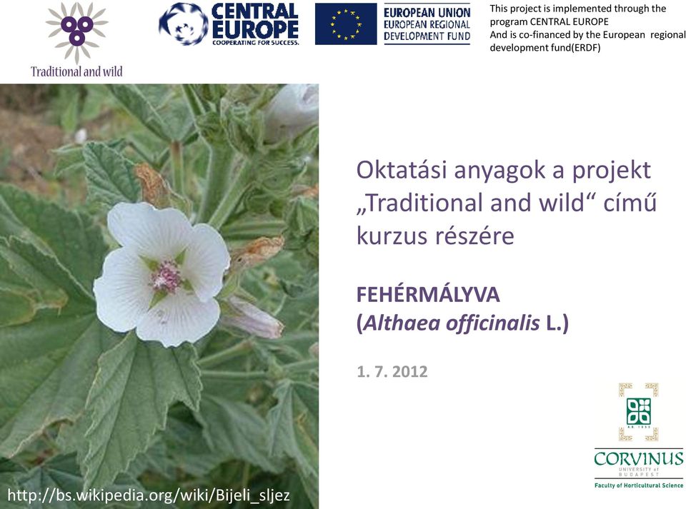 kurzus részére FEHÉRMÁLYVA (Althaea officinalis