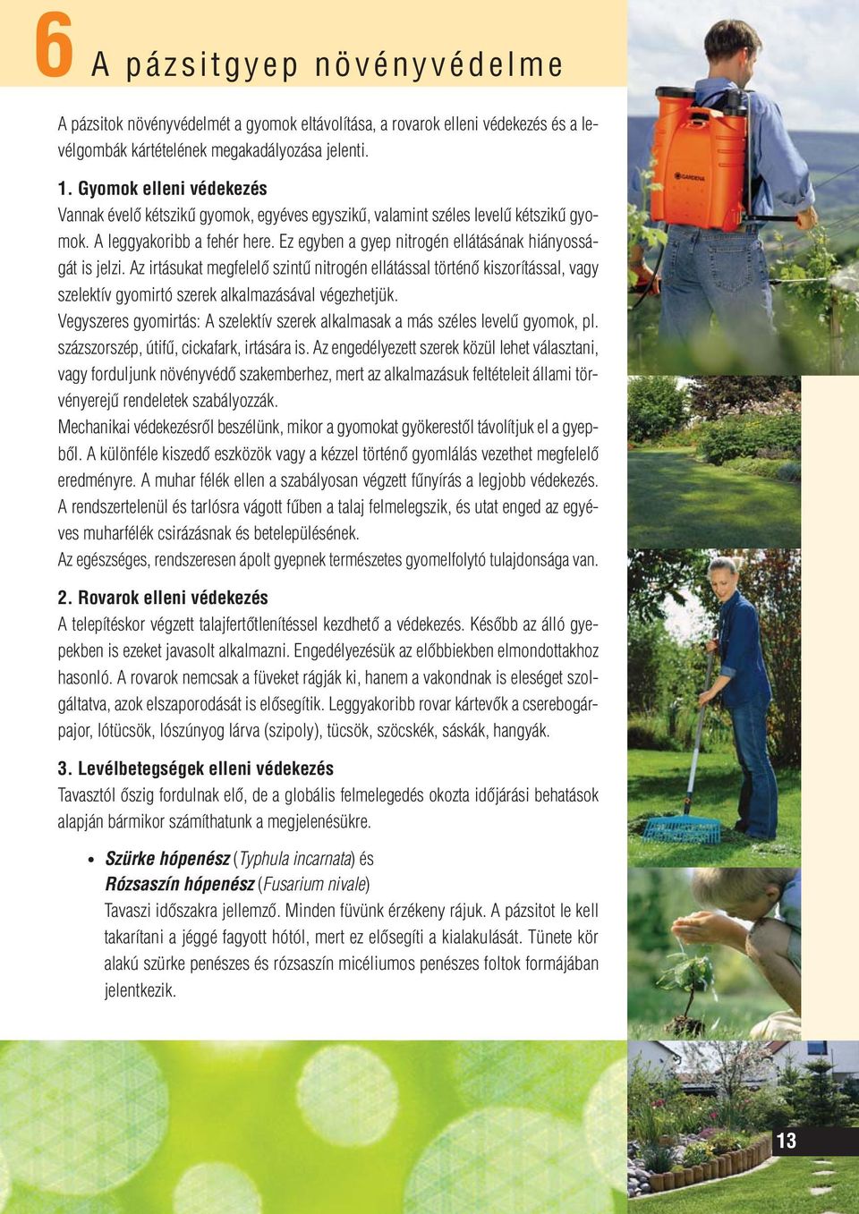 Ez egyben a gyep nitrogén ellátásának hiányosságát is jelzi. Az irtásukat megfelelô szintû nitrogén ellátással történô kiszorítással, vagy szelektív gyomirtó szerek alkalmazásával végezhetjük.