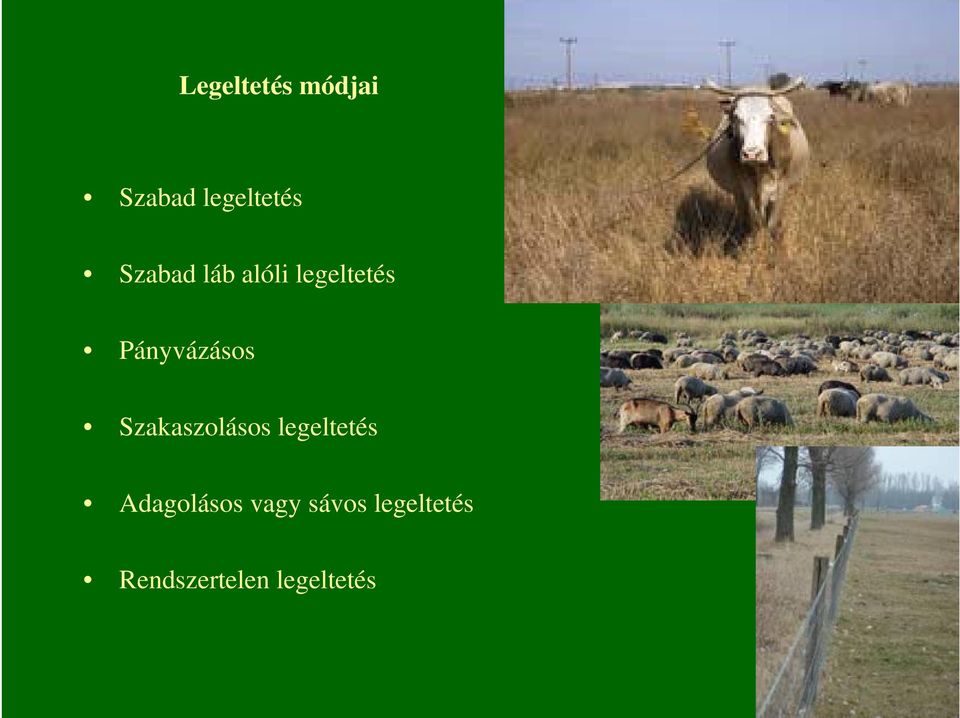Szakaszolásos legeltetés Adagolásos