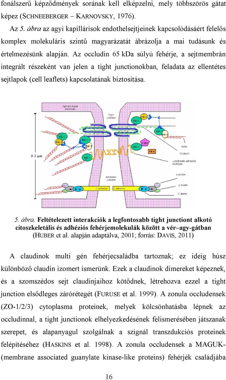 Az occludin 65 kda súlyú fehérje, a sejtmembrán integrált részeként van jelen a tight junctionokban, feladata az ellentétes sejtlapok (cell leaflets) kapcsolatának biztosítása. 5. ábra.
