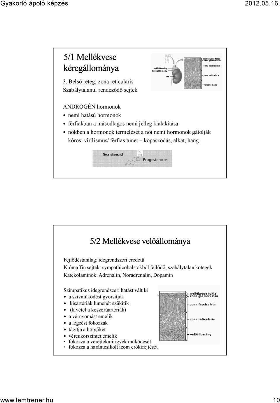 szabálytalan kötegek Katekolaminok: Adrenalin, Noradrenalin, Dopamin Szimpatikus idegrendszeri hatást vált ki a szívműködést gyorsítják kisartériák lumenét szűkítik (kivétel a