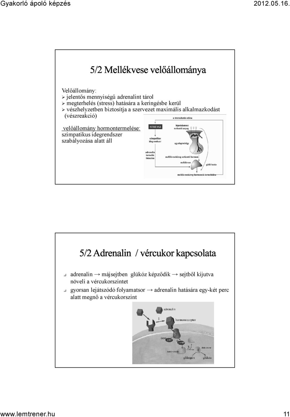 szimpatikus idegrendszer szabályozása alatt áll adrenalin májsejtben glükóz képződik sejtből kijutva növeli a