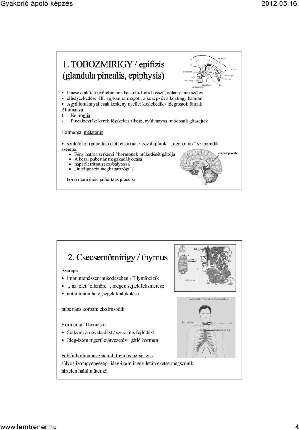 Pinealocyták: kerek fészkeket alkotó, nyúlványos, módosult gliasejtek Hormonja: melatonin serdülőkor (pubertás) előtt elsorvad, visszafejlődik agyhomok szaporodik szerepe: Fény hatása serkenti /