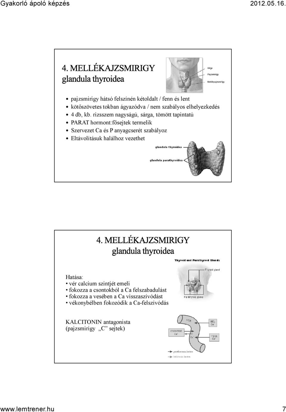 Eltávolításuk halálhoz vezethet 13 Hatása: vér calcium szintjét emeli fokozza a csontokból a Ca felszabadulást fokozza a