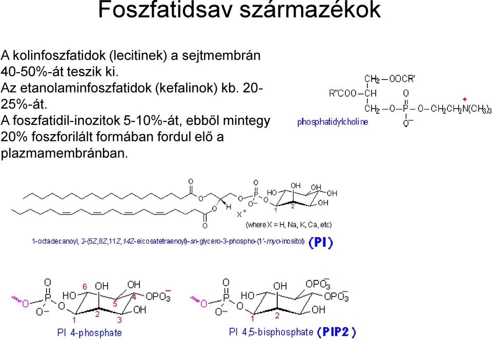 Az etanolaminfoszfatidok (kefalinok) kb. 20-25%-át.