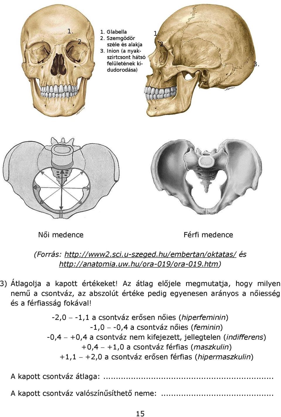 Az átlag előjele megmutatja, hogy milyen nemű a csontváz, az abszolút értéke pedig egyenesen arányos a nőiesség és a férfiasság fokával!