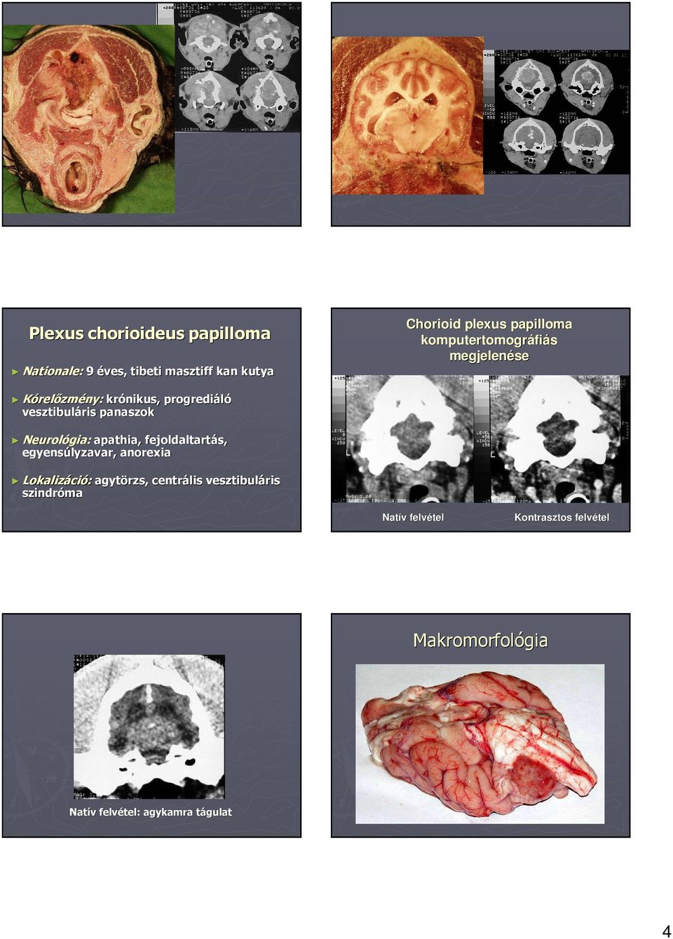 panaszok Neurológia: apathia,, fejoldaltartás, egyensúlyzavar, anorexia Lokalizáció: agytörzs,