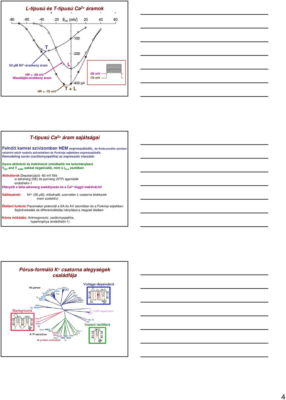 Gyors aktiváció és inaktiváció (mindkettô ms tartományban) V akt and V inakt sokkal negatívabb, mint a I Ca-L esetében Aktivátorok:Depolarizáció -6 mv fölé α-adrenerg (NE) és purinerg (ATP) agonisták