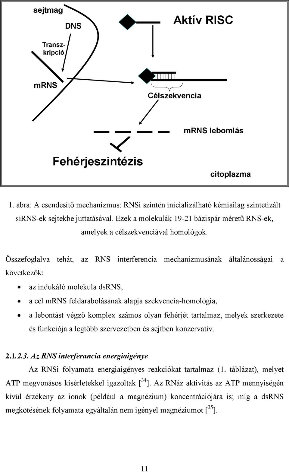 Összefoglalva tehát, az RNS interferencia mechanizmusának általánosságai a következők: az indukáló molekula dsrns, a cél mrns feldarabolásának alapja szekvencia-homológia, a lebontást végző komplex