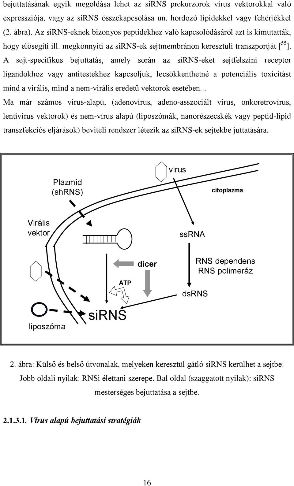 A sejt-specifikus bejuttatás, amely során az sirns-eket sejtfelszíni receptor ligandokhoz vagy antitestekhez kapcsoljuk, lecsökkenthetné a potenciális toxicitást mind a virális, mind a nem-virális