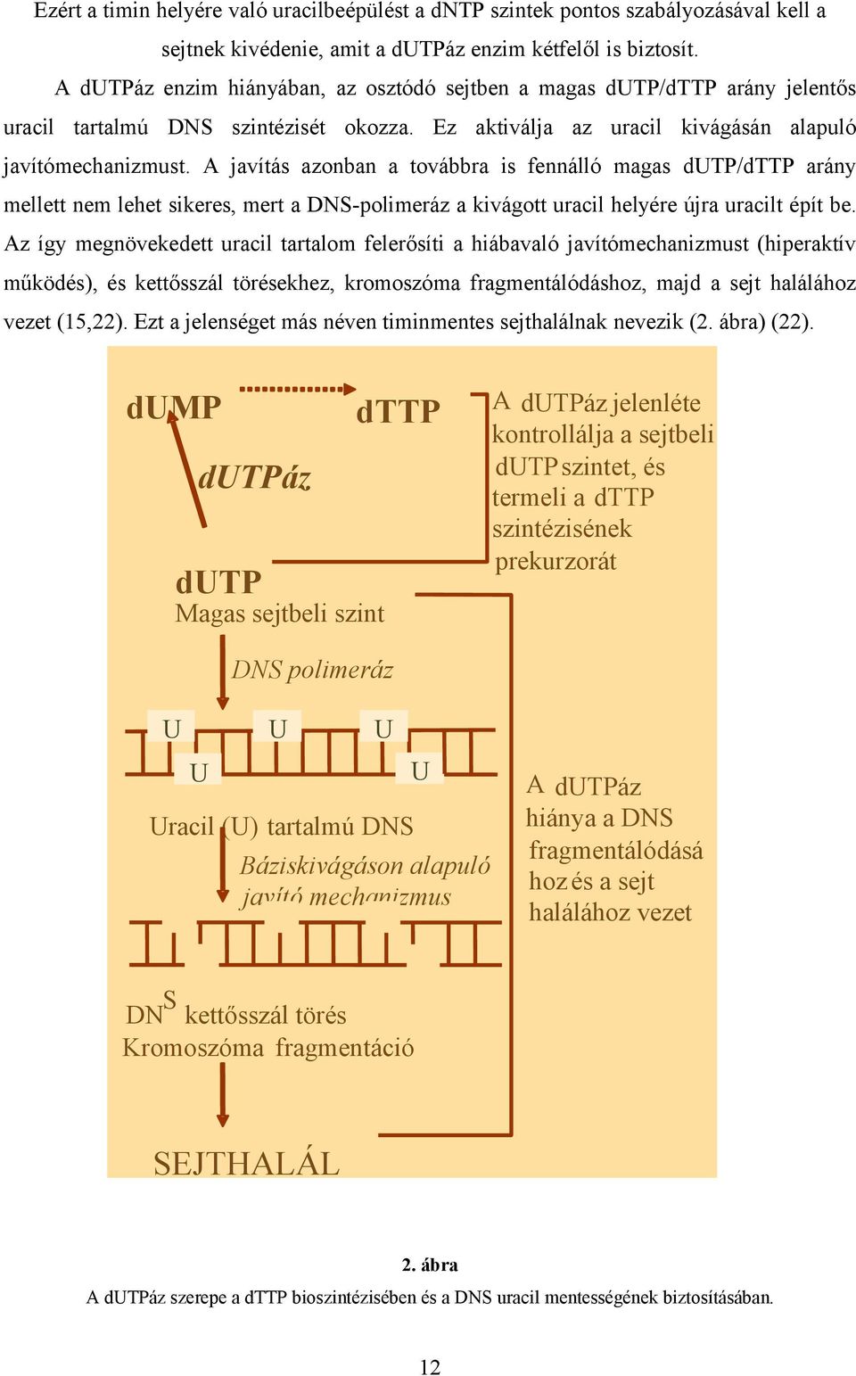 A javítás azonban a továbbra is fennálló magas dutp/dttp arány mellett nem lehet sikeres, mert a DNS-polimeráz a kivágott uracil helyére újra uracilt épít be.