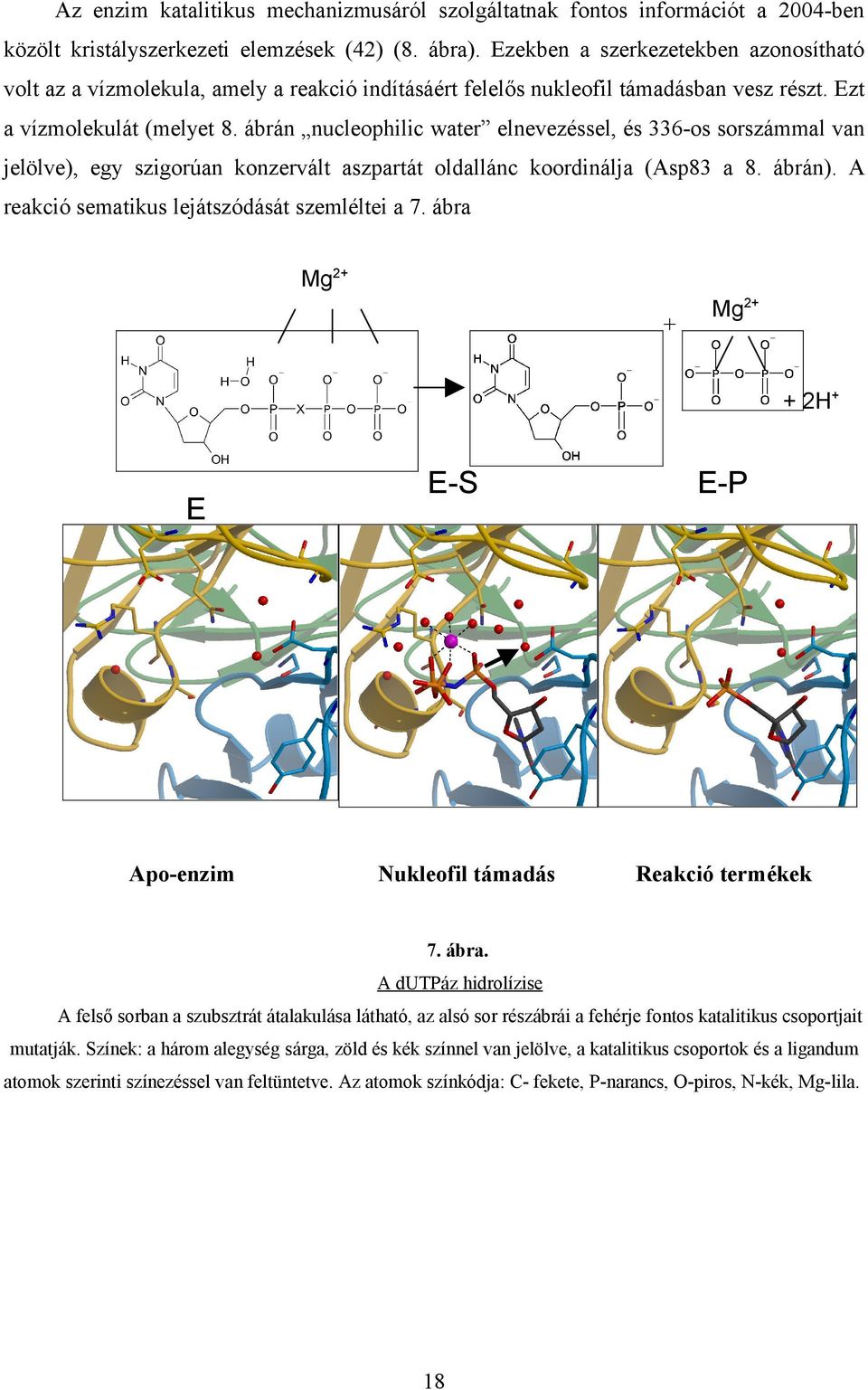 ábrán nucleophilic water elnevezéssel, és 336-os sorszámmal van jelölve), egy szigorúan konzervált aszpartát oldallánc koordinálja (Asp83 a 8. ábrán). A reakció sematikus lejátszódását szemléltei a 7.