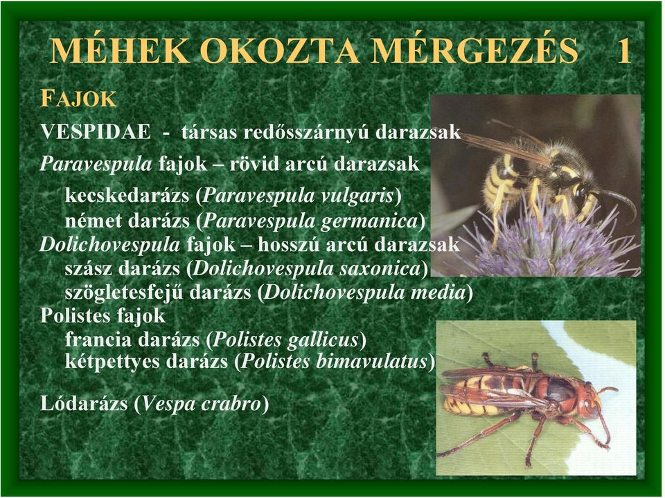 hosszú arcú darazsak szász darázs (Dolichovespula saxonica) szögletesfejű darázs (Dolichovespula media)