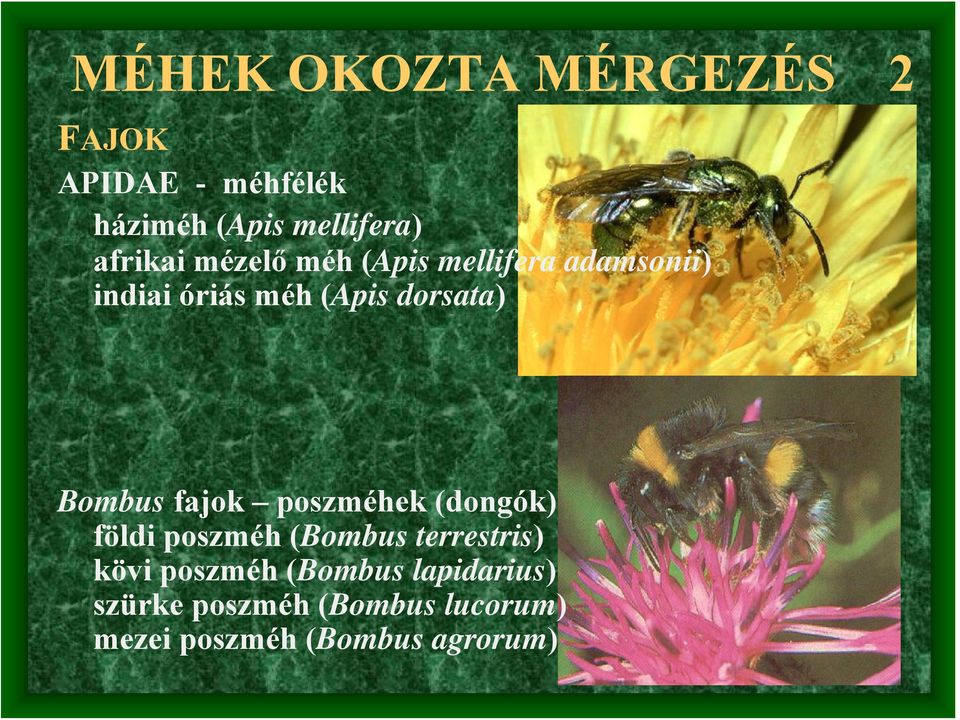 Bombus fajok poszméhek (dongók) földi poszméh (Bombus terrestris) kövi