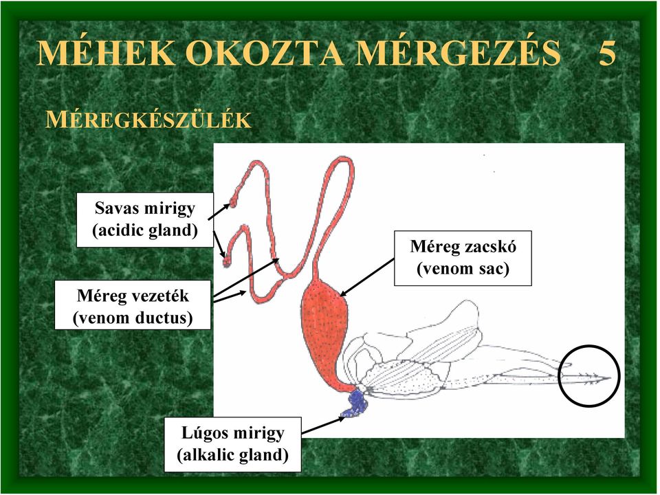 gland) Méreg vezeték (venom ductus)