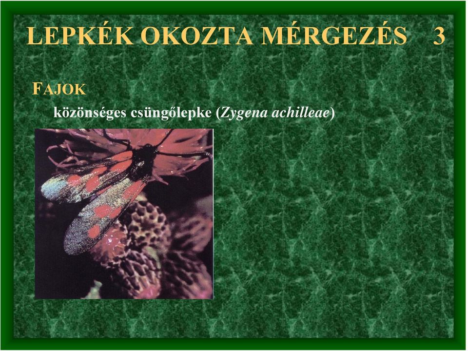 közönséges