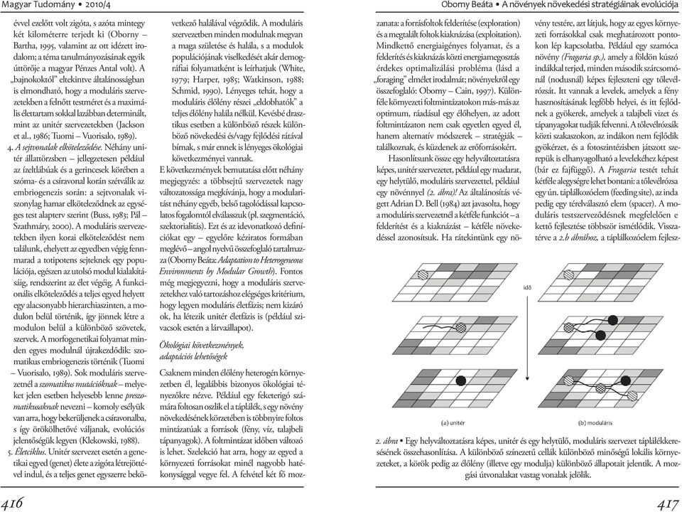 (Jackson et al., 1986; Tuomi Vuorisalo, 1989). 4. A sejtvonalak elköteleződése.