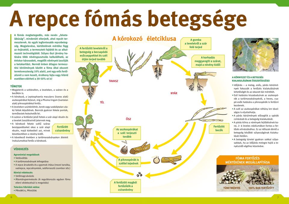 Súlyos őszi járvány hatására több növénypusztulás kalkulálható, az éréskor károsodott, megdőlt növények lassítják a betakarítást.