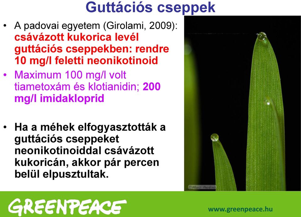 tiametoxám és klotianidin; 200 mg/l imidakloprid Ha a méhek elfogyasztották a