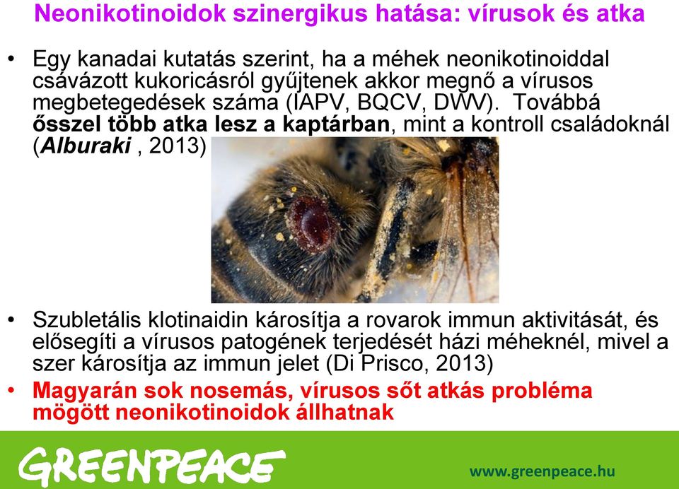 Továbbá ősszel több atka lesz a kaptárban, mint a kontroll családoknál (Alburaki, 2013) Szubletális klotinaidin károsítja a rovarok immun