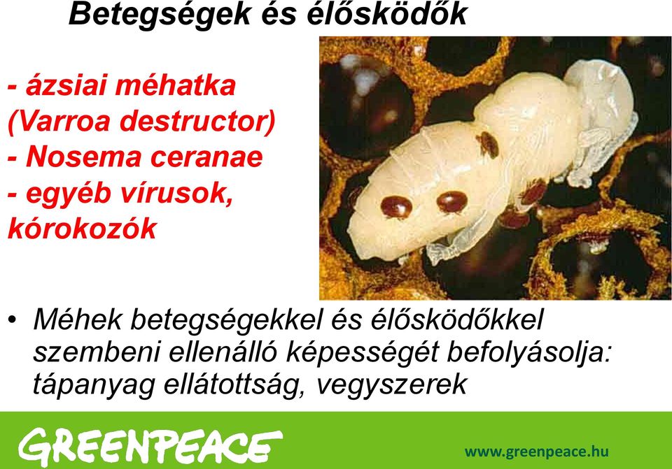 kórokozók Méhek betegségekkel és élősködőkkel szembeni