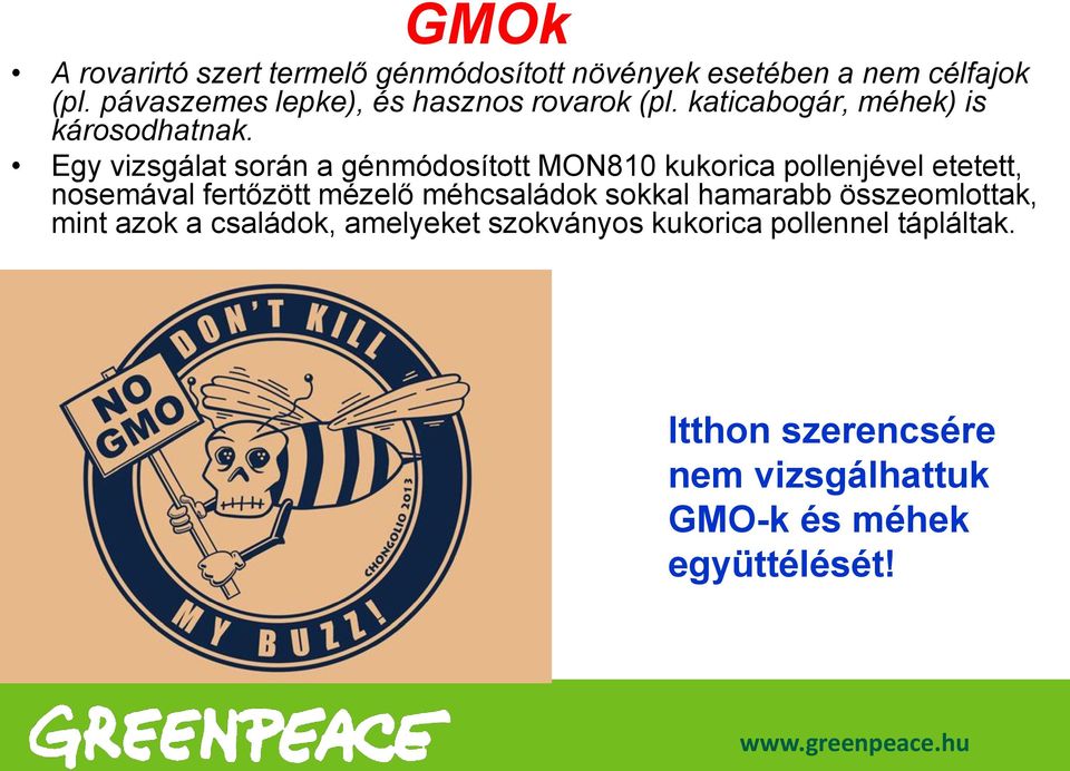 Egy vizsgálat során a génmódosított MON810 kukorica pollenjével etetett, nosemával fertőzött mézelő méhcsaládok