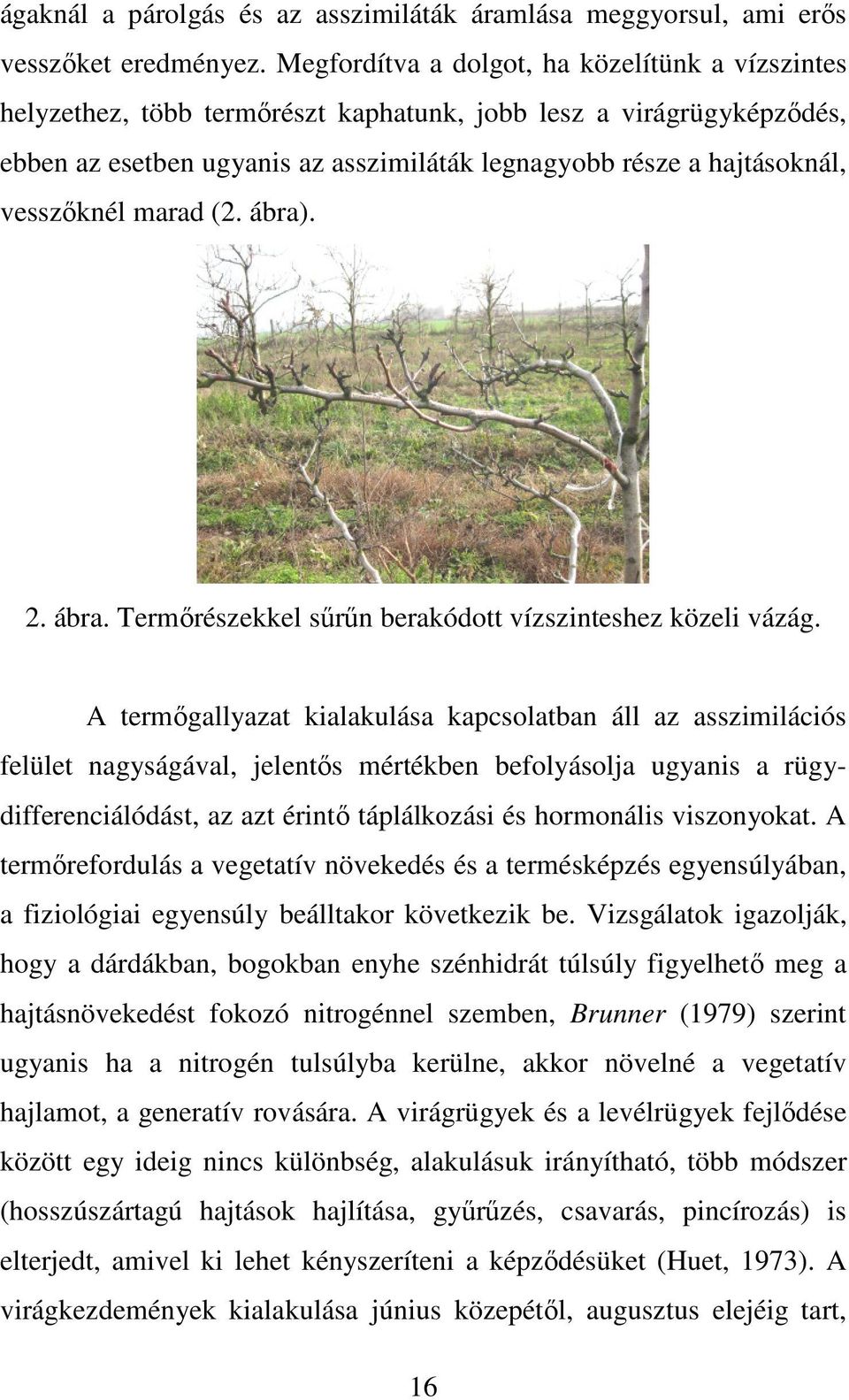 vesszőknél marad (2. ábra). 2. ábra. Termőrészekkel sűrűn berakódott vízszinteshez közeli vázág.