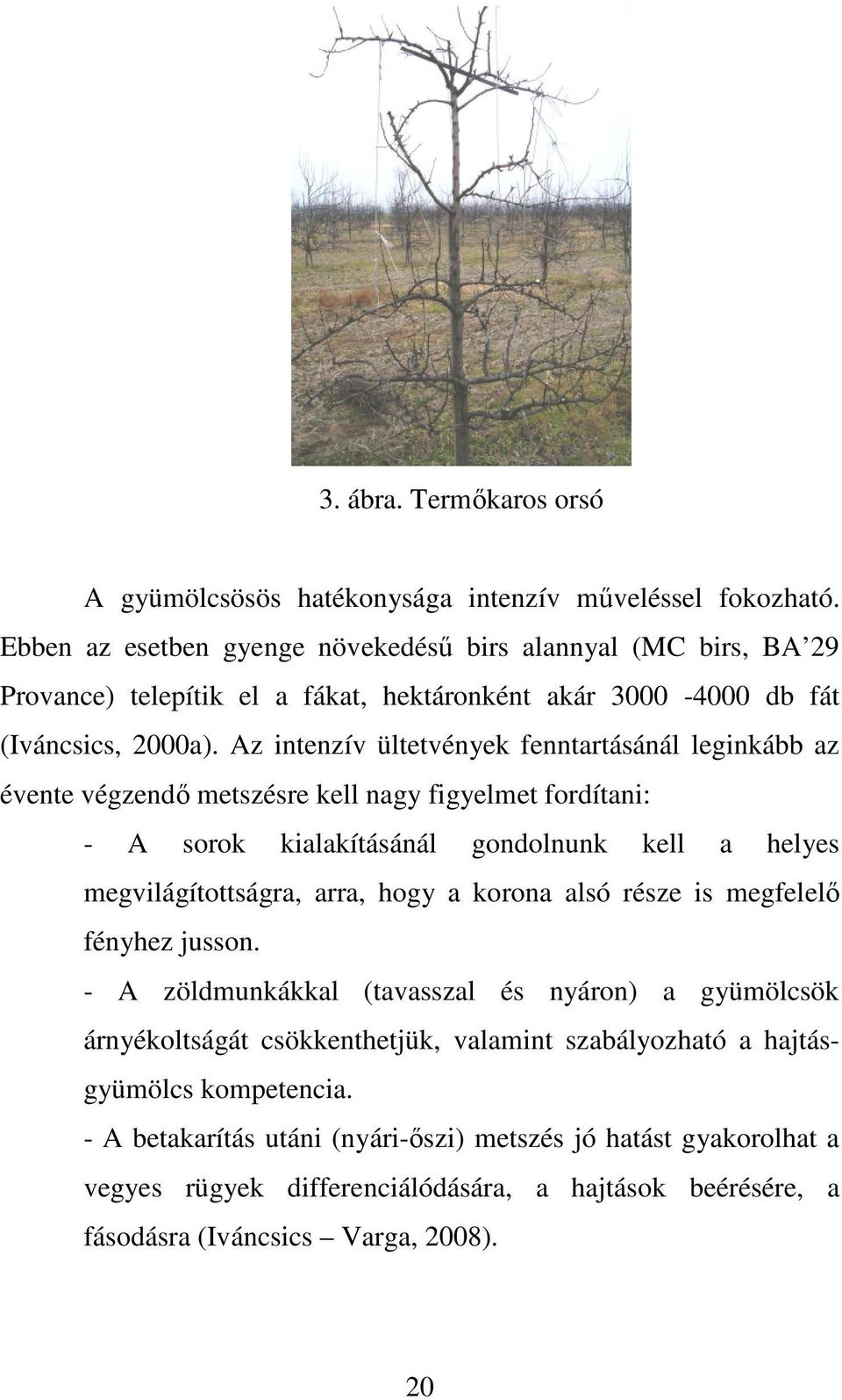 Az intenzív ültetvények fenntartásánál leginkább az évente végzendő metszésre kell nagy figyelmet fordítani: - A sorok kialakításánál gondolnunk kell a helyes megvilágítottságra, arra, hogy