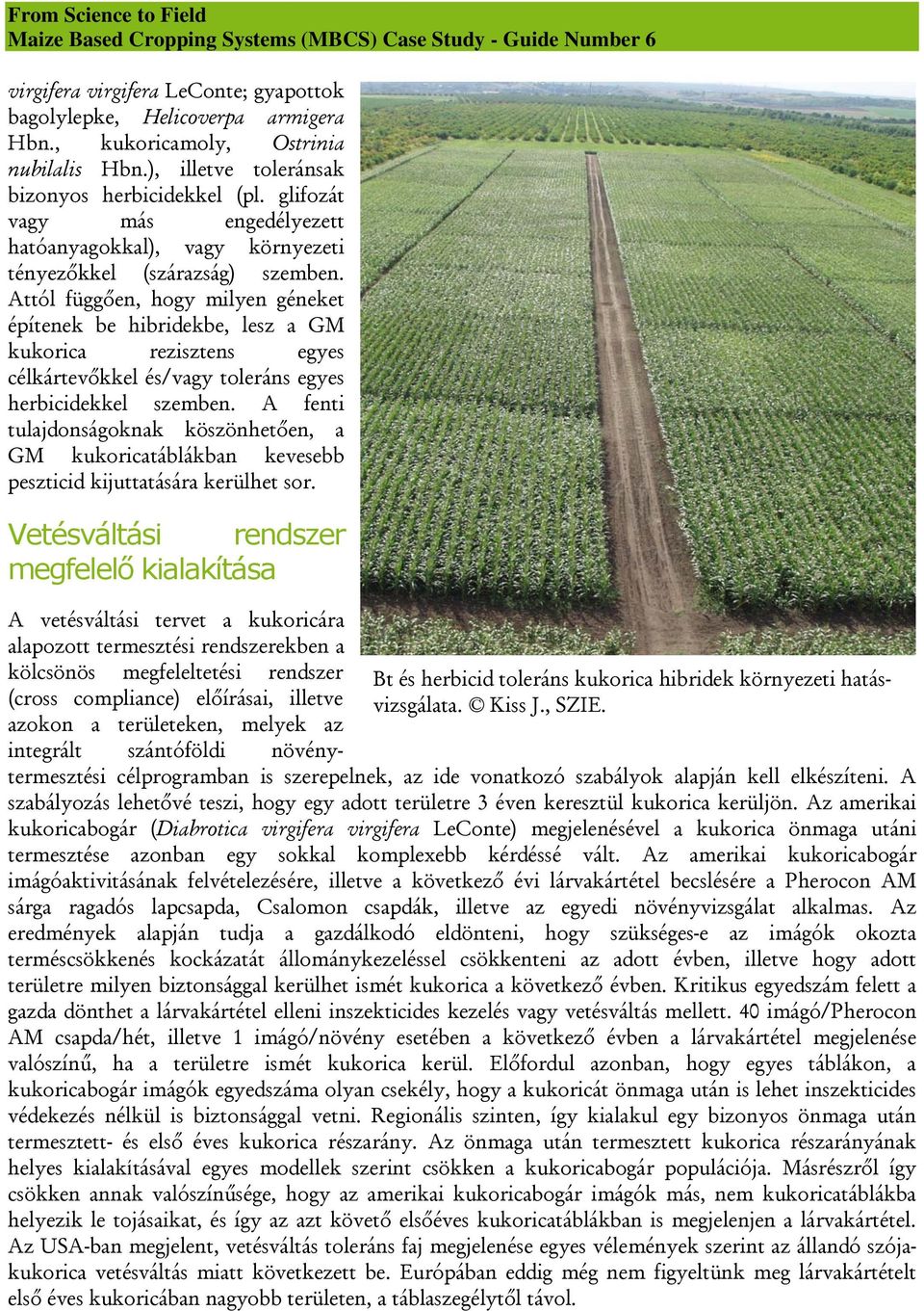Attól függően, hogy milyen géneket építenek be hibridekbe, lesz a GM kukorica rezisztens egyes célkártevőkkel és/vagy toleráns egyes herbicidekkel szemben.