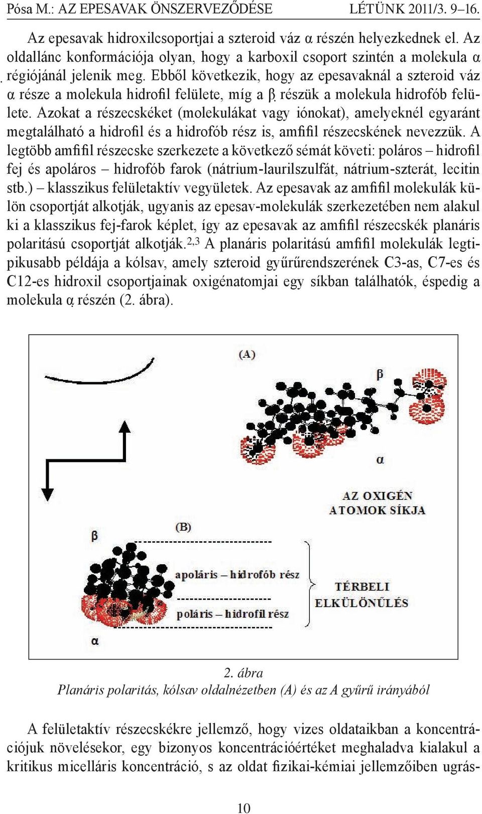 Ebből következik, hogy az epesavaknál a szteroid váz α része a molekula hidrofil felülete, míg a β részük a molekula hidrofób felülete.