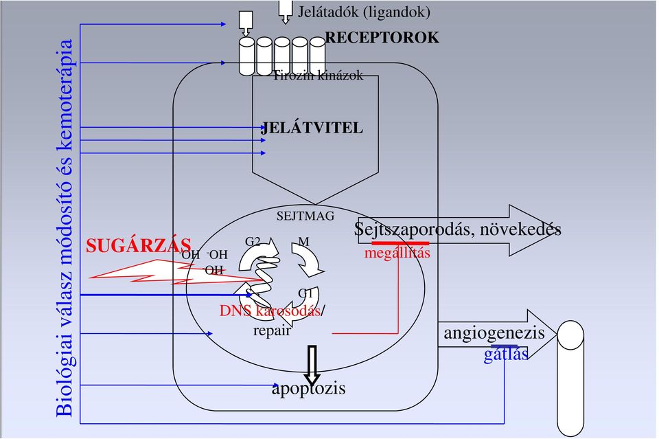 JELÁTVITEL SEJTMAG M G1 DNS károsodás/ repair apoptozis