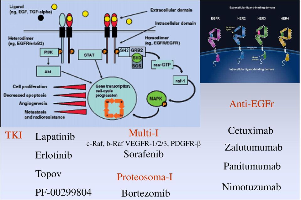 Sorafenib Proteosoma-I Bortezomib Anti-EGFr