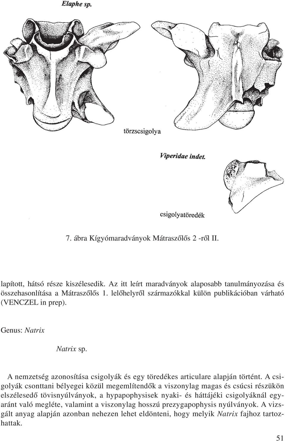 A nemzetség azonosítása csigolyák és egy töredékes articulare alapján történt.