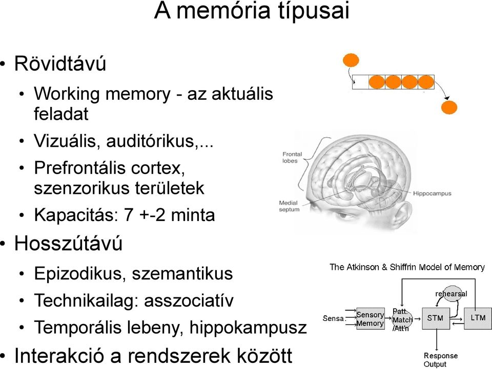 .. Prefrontális cortex, szenzorikus területek Kapacitás: 7 +-2 minta