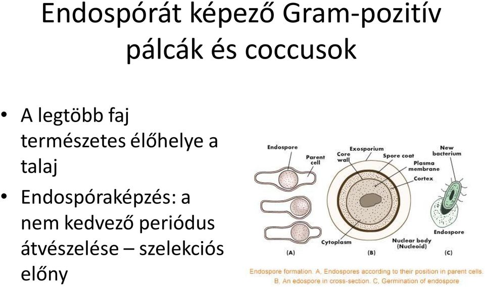 élőhelye a talaj Endospóraképzés: a nem
