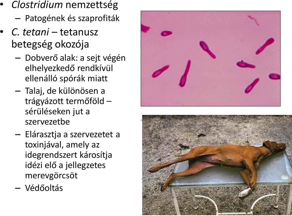 ellenálló spórák miatt Talaj, de különösen a trágyázott termőföld sérüléseken jut a