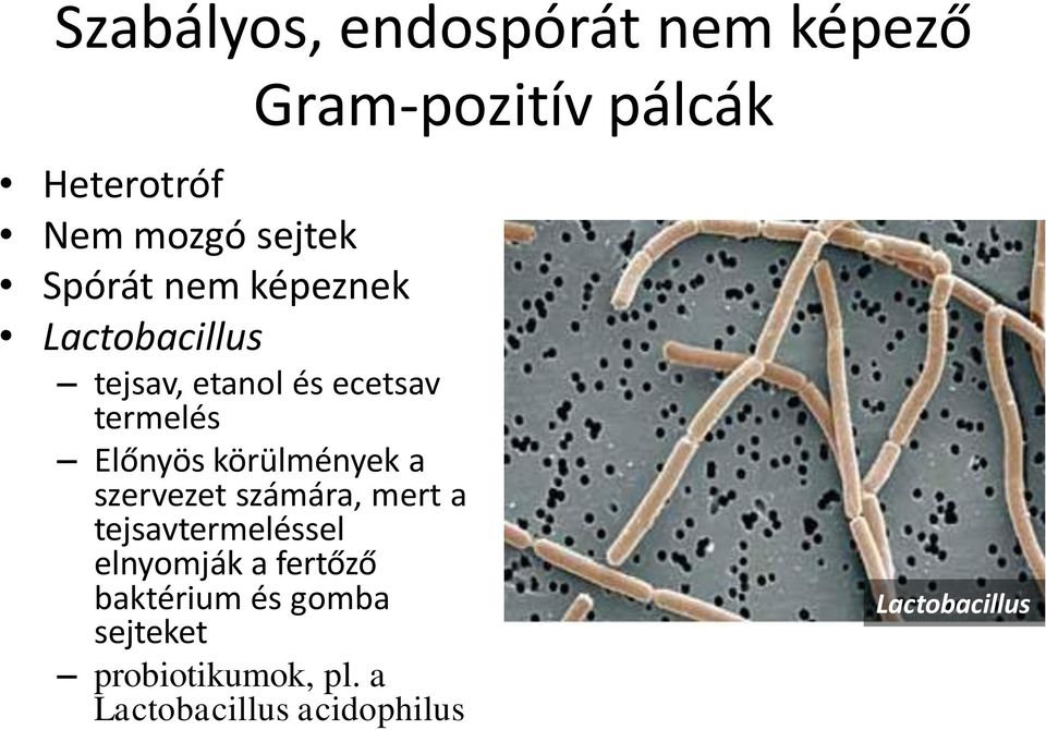 számára, mert a tejsavtermeléssel elnyomják a fertőző baktérium és gomba