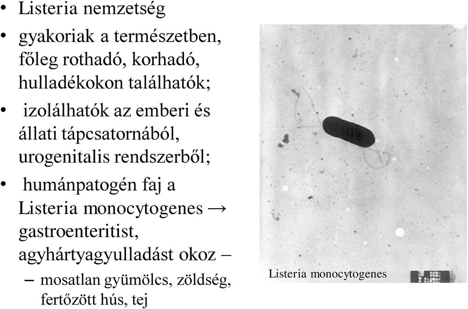 urogenitalis rendszerből; humánpatogén faj a Listeria monocytogenes