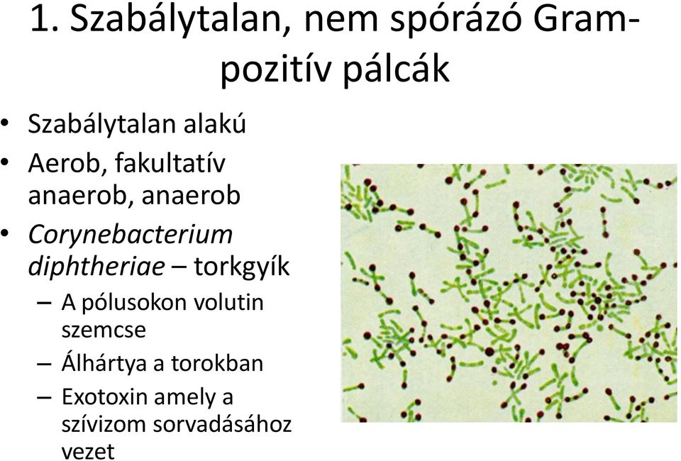szemcse Álhártya a torokban Exotoxin amely a szívizom