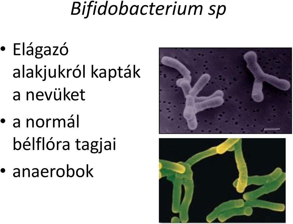 kapták a nevüket a